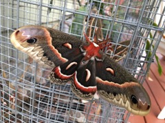 Male Cecropia